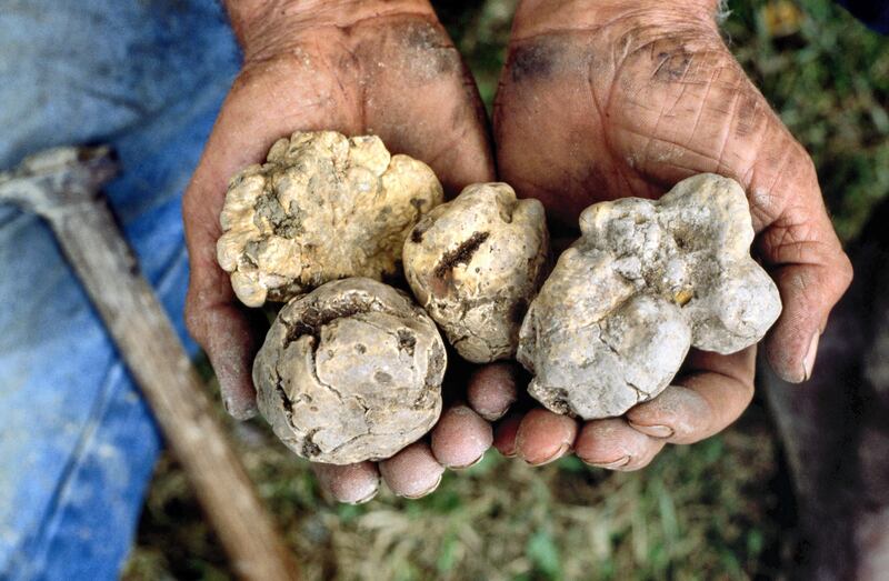 An Italian truffle hunter (also known as a trifulau), holds a handful of white truffles (tartufi bianco) after finding the fungus among the roots of trees in the hills around Alba, Piedmont, Italy, in October, 1988. (Photo by Bryn Colton/Getty Images)