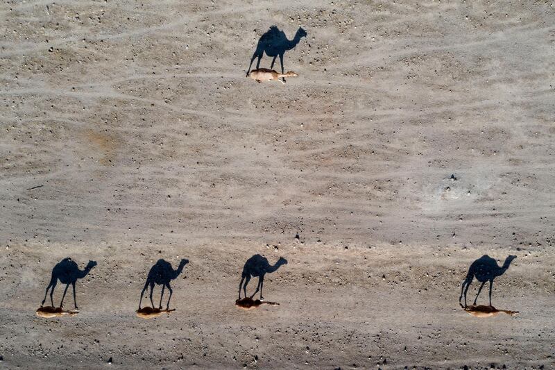 Camels cast shadows as they walk near the West Bank village of Al Fasayil, in the Jordan Valley. AP Photo