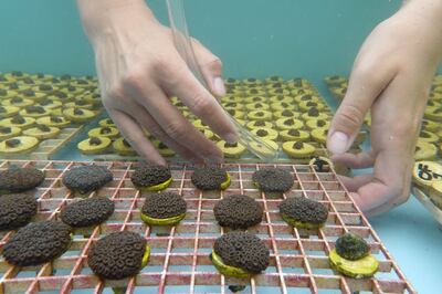 A coral restoration technician works at a brain coral farm in Summerland Key, Florida.  Getty / AFP 
