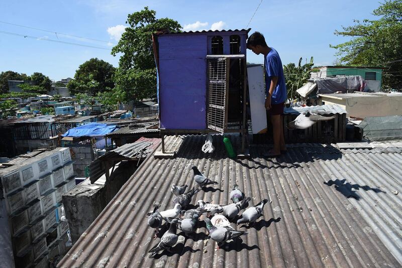 Fifteen-year-old aspiring pigeon fancier Christopher Sibug inspects his pigeons at his home inside a cemetery in Manila.