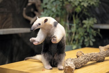 The Green Planet has welcomed the UAE's first tamandua anteater. Courtesy The Green Planet
