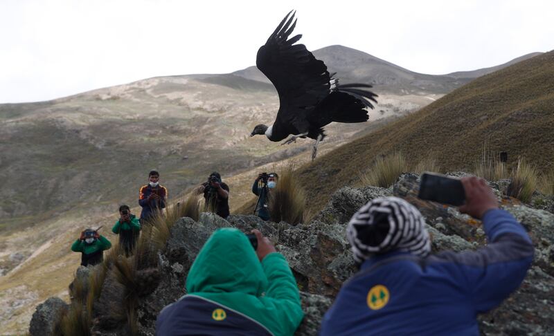 The Andean condor, the world's heaviest soaring bird, features on the ICUN red list. AP