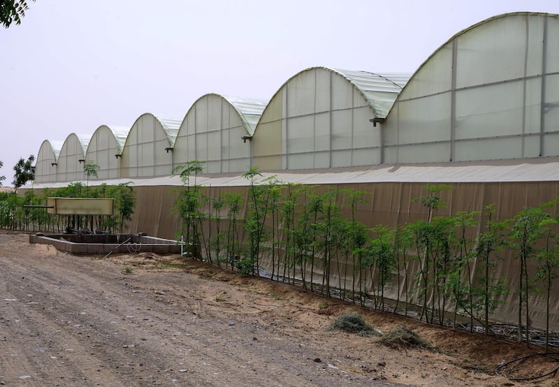 Abu Dhabi, United Arab Emirates, April 2, 2020.  Visit to a UAE farm, Emirates Bio Farm at Al Ain to learn about how they are dealing with coronavirus outbreak.
One of the many greenhouses at the farm.
Victor Besa / The National
Section:  NA
Reporter:  Dan Sanderson