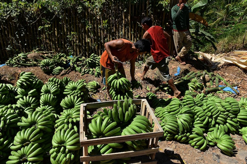 Droughts in the Philippines are among the climate risks facing global banana production. Getty