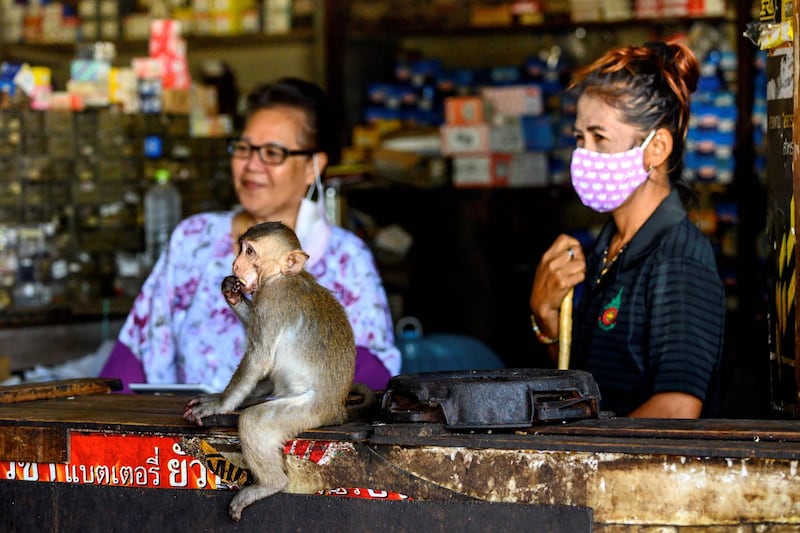 The ancient Thai city is overrun by monkeys super-charged on junk food, whose population is growing out of control. AFP
