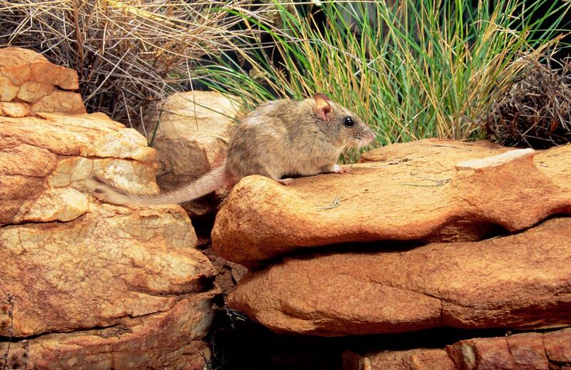 Antina or Central rock-rat, Zyzomys pedunculatus, rediscovered September 1996. Central Australia, Northern Territory, Australia. (Photo by: Auscape/UIG via Getty Images)