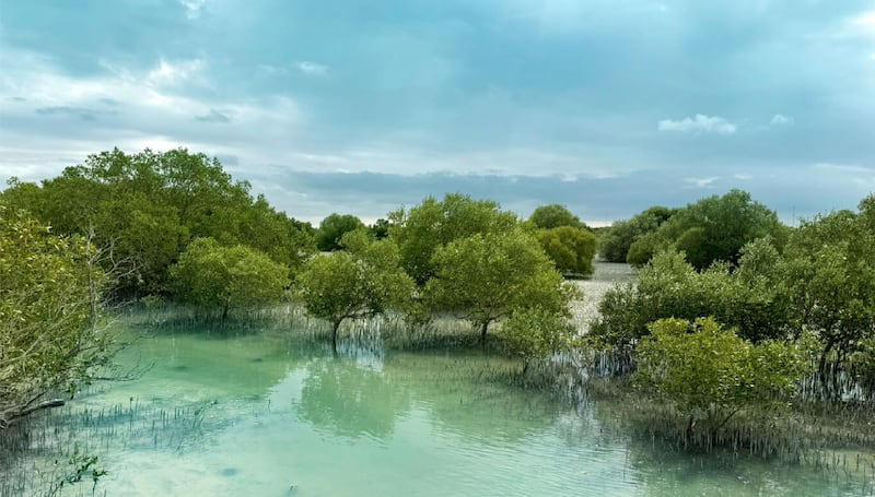 More than 800,000 mangrove have been planted along Abu Dhabi's coastlines. Photo: Abu Dhabi Media Office