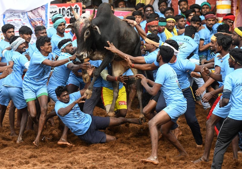 Participants try to control a bull. AFP
