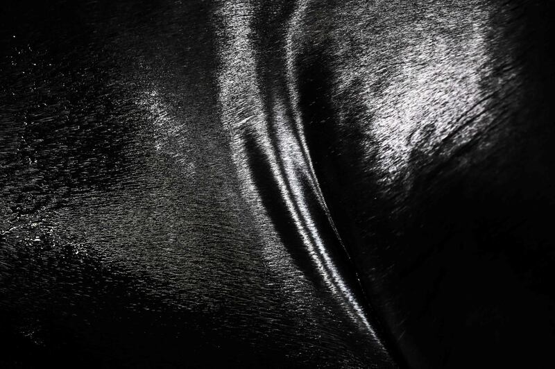 A close-up of the fur of a sea lion.