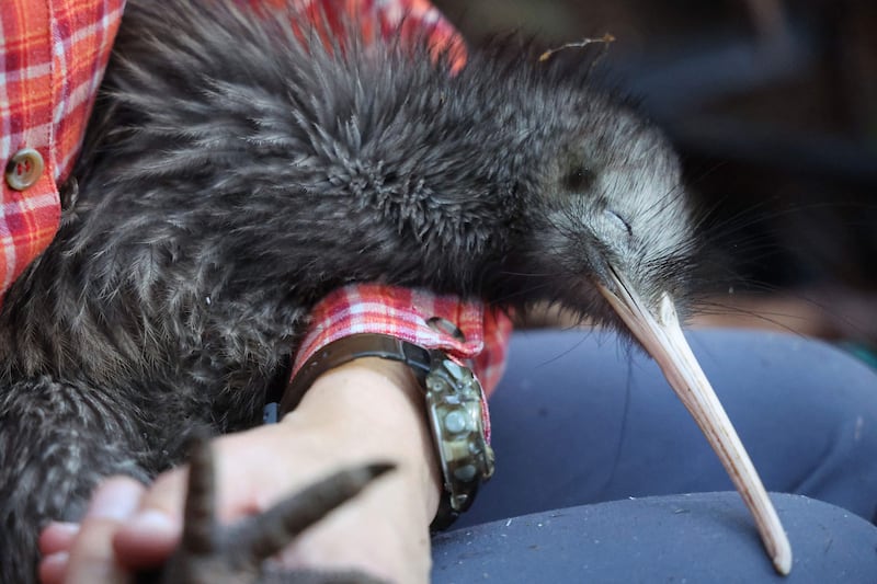 The kiwi is a small, flightless bird native to New Zealand. Paora, similar to the bird seen here, was part of a paid 'encounter' at a Florida zoo. AFP
