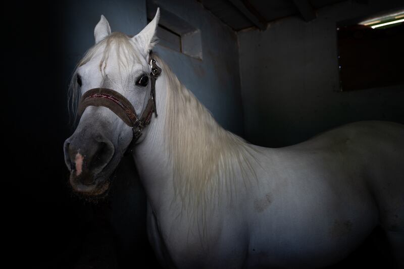 Omar's Arab horse, Shaheen.  He is a small-sized 5-year-old. Photo: Saqqara by Mahmoud Nasr