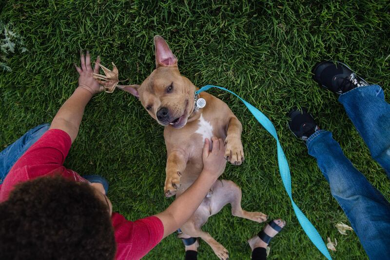 Mase, a pit bull, plays in the grass with Delonte Hillery in a park in Escondido, California. AFP