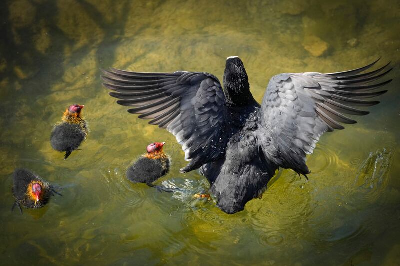 A coot swims with her chicks on the surface of a lake during a sunny day in Tallinn, Estonia. AP