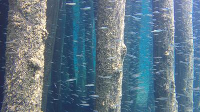 The underwater world of Macedonia's Lake Ohrid / Jovan Sekuloski.