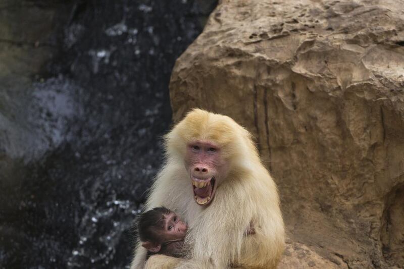 Sahara, a rare red-haired female Hamadryas Baboon holds 3 weeks old dark-furred baby in the Ramat Gan Safari Park near Tel Aviv, Israel. A new study in France shows that baboons can make human-like vowel sounds, and its authors say the discovery could help scientists better understand the evolution of human speech. Ariel Schalit / AP Photo