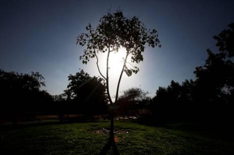 January 12, 2010, Al Ain, UAE:

The UAE plans to have 7 percent of its energy come from renewable sources by 2020. Of all the available sources, the main focus is on the sun. Much like this tree, the country hopes to nourish itself from the most familiar of stars in our solar system. 

The image was taken inside of Al Ain's wildlife reserve.

Lee Hoagland/ The National