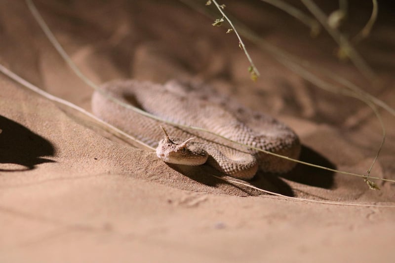 Arabian Horned Viper - Wild Dubai. Courtesy Discovery