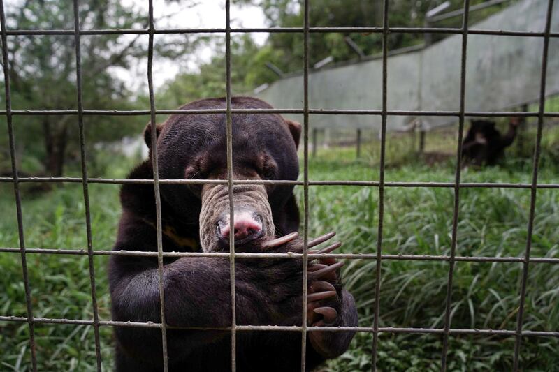 Sunbears are rehabilitated in the Sunbear Sanctuary at the Samboja Lodge eco-tourism resort, operated by the Borneo Orangutan Survival Foundation, in East Kalimantan, Borneo, Indonesia. Bloomberg