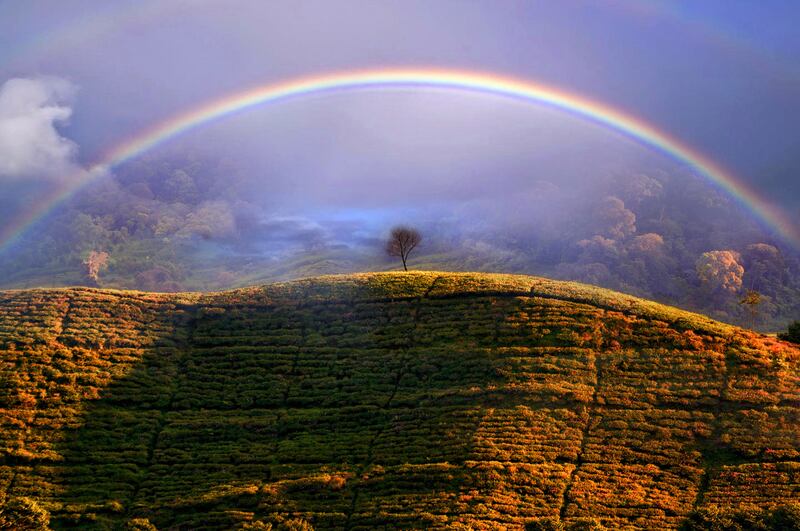 Dani Agus Purnomo took this photo of a rainbow among tea fields in Tangerang Selatang, Indonesia.