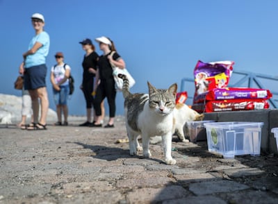 Abu Dhabi, March 23, 2018.  Beach clean up at Lulu Island by volunteers.  Stray cats on the island.Victor Besa / The NationalNationalReporter:  Nick Webster