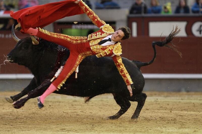 Spanish matador David Galvan is gored in the foot by a bull during the San Isidro bullfight festival at Las Ventas bullring in Madrid.  Alberto Simon / AFP