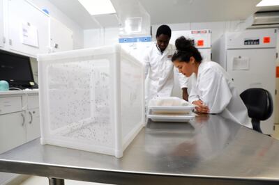 The University of Texas at El Paso's Dr Colince Kamdem, left, and Dr Caroline Fouet, led the study into how soap can help tackle malaria. Photo: the University of Texas at El Paso