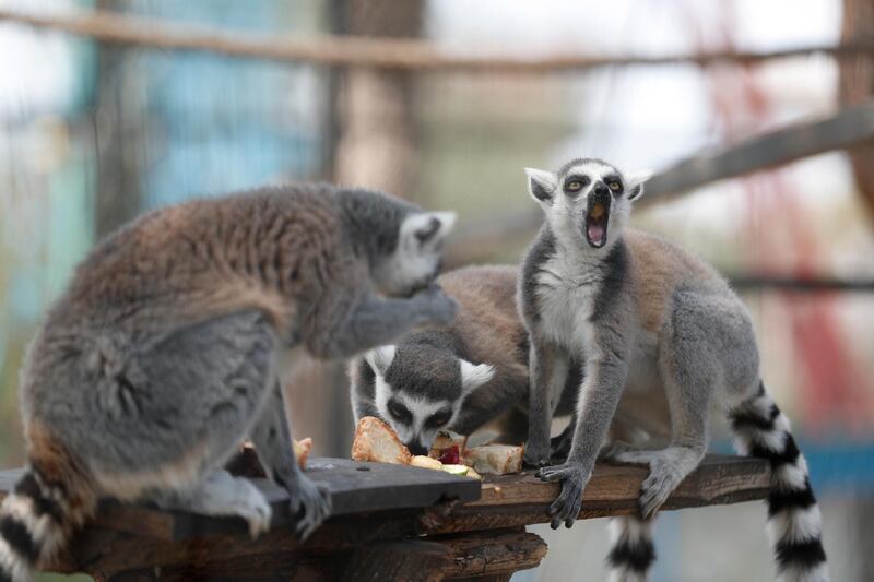 Lemurs inside its enclosure at the Tbilisi Zoo, Tbilisi, Georgia.  EPA