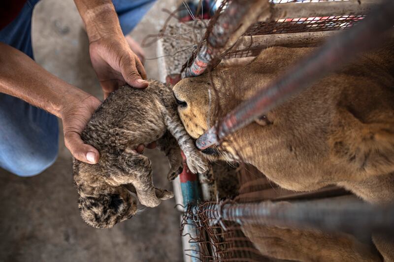 In the past, a number of animals in small private Gaza zoos have starved to death or have been killed in the long-running conflict, which has included four Israel-Hamas wars and countless smaller skirmishes.  AP