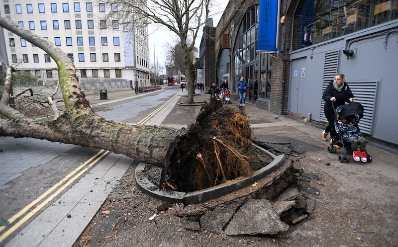 A fallen tree brought down by strong winds during Storm Eunice in London. EPA