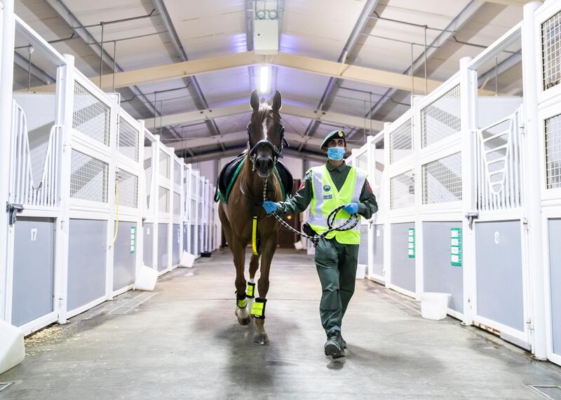 DUBAI, UNITED ARAB EMIRATES. 16 APRIL 2020. 
Dubai Mounted Police officers, in Al Aweer, saddle their horses as they prepare to patrol residential and commercial areas to insure residents are staying safe indoors during COVID-19 lockdown. They patrol the streets from 6PM to 6AM.

The officers of the Dubai Mounted Police unit have been playing a multifaceted role in the emirate for over four decades. 

The department was established in 1976 with seven horses, five riders and four horse groomers. Today it has more than 130 Arabian and Anglo-Arabian horses, 75 riders and 45 groomers.

All of the horses are former racehorses who went through a rigorous three-month-training programme before joining the police force. Currently, the department has two stables – one in Al Aweer, that houses at least 100 horses, and the other in Al Qusais, that houses 30 horses.

(Photo: Reem Mohammed/The National)

Reporter:
Section: