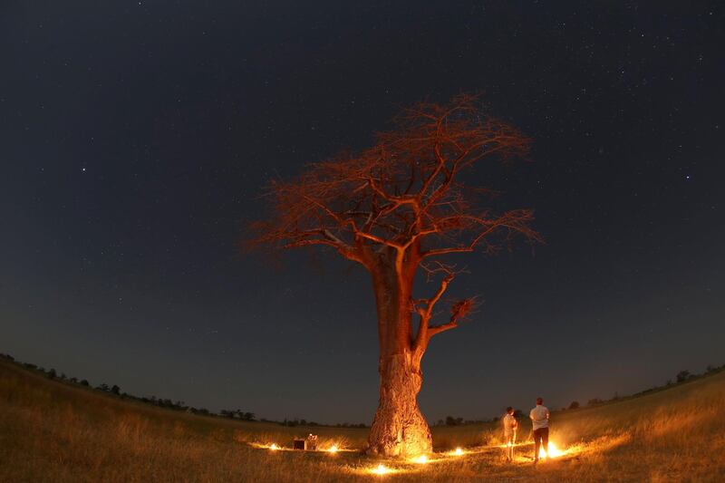 Guests stand beneath a Baobab tree illuminated by fire in the Okavango Delta, Botswana, April 25, 2018. Picture taken April 25, 2018. REUTERS/Mike Hutchings