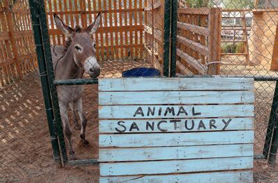 DUBAI , UNITED ARAB EMIRATES , August 1 – 2018 :- Donkey at the animal sanctuary in the Sustainable City on Alqudrah street in Dubai. ( Pawan Singh / The National )  For News. Story by Nick Webster 