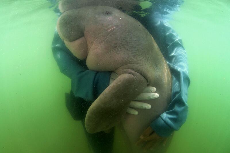 (FILES) This file picture taken on May 24, 2019 shows Mariam the dugong as she is cared for by park officials and veterinarians from the Phuket Marine Biological Centre on Libong island, Trang province in southern Thailand. A sick baby dugong whose fight for recovery won hearts in Thailand and cast a spotlight on ocean conservation died from an infection quickened by bits of plastic lining her stomach, officials said on August 17, 2019.    
 - 
 / AFP / Sirachai ARUNRUGSTICHAI

