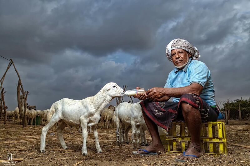 Photo by Osama of a man in southern Saudi Arabia, whoe takes care of lambs whose mothers are ill or have died, as though they were his own children. Courtesy National Geographic Abu Dhabi