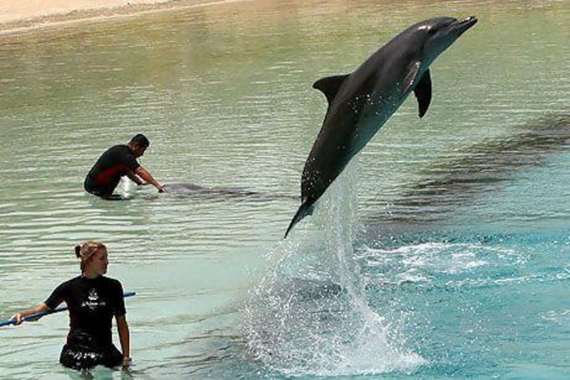 Dolphin Bay at Atlantis Palm Jumeirah, in Dubai, in 2008. An advert for the resort in Virgin Holidays' worldwide brochure has been banned by Britain's Advertising Standards Authority. Paulo Vecina / The National