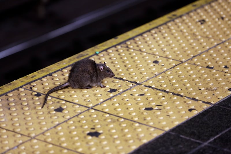 A rat crosses a Times Square subway platform in New York. AP