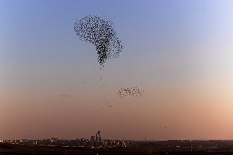 Groups of birds twist, turn and swirl in the sky.