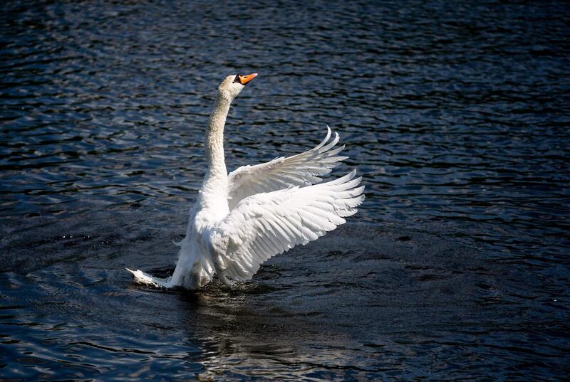 A swan is pictured on the Landwehrkanal canal in Berlin's Kreuzberg district.  AFP