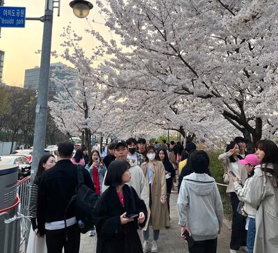 Yeouido Hangang Park was crowded with people there to see the cherry blossoms in Seoul. Evelyn Lau / The National 