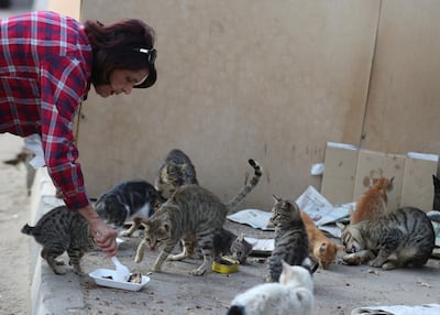 A woman feeds stray cats as Egypt ramps up efforts to slow the spread of the coronavirus disease (COVID-19), in Cairo, Egypt, April 12, 2020. REUTERS/Mohamed Abd El Ghany