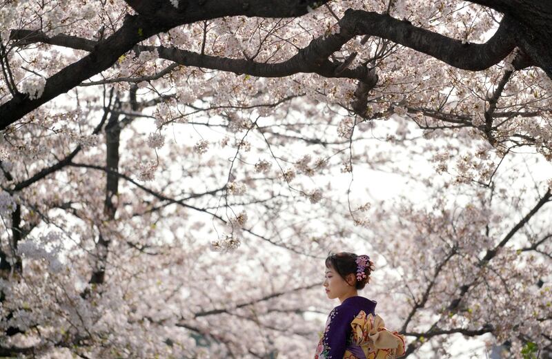 A visitor wearing traditional Japanese kimono strolls under the cherry blossoms in Tokyo Thursday, March 29, 2018. The cherry blossom season marks the arrival of spring for the Japanese. (AP Photo/Eugene Hoshiko)