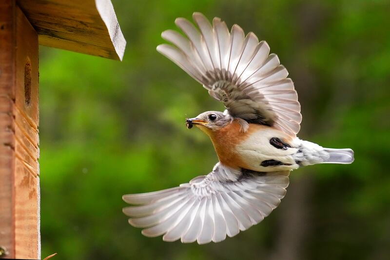 An Eastern bluebird returns to its nesting box with an insect for its chicks, in Freeport, Maine. AP