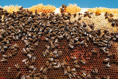 Many bees on honeycombs. Beekeeping. Apiary. Eco product. Small business. Hive. Getty Images