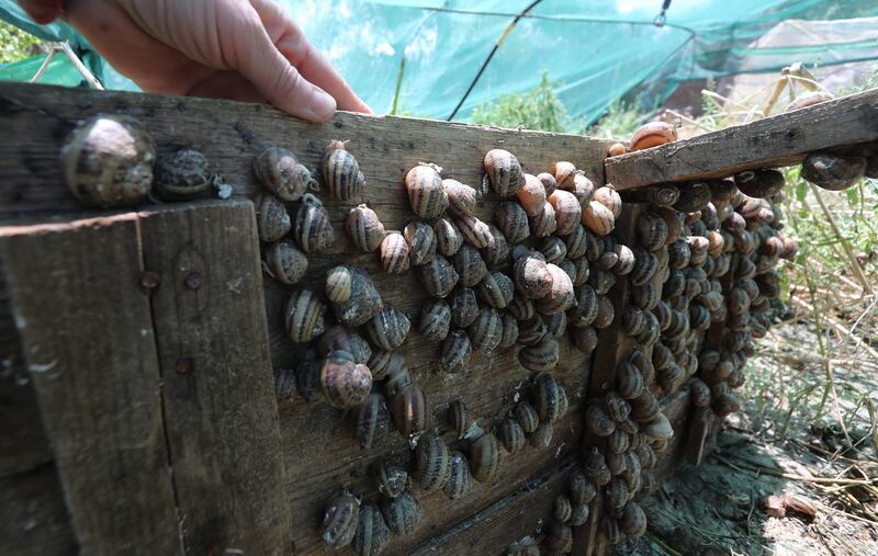 Snail wrangling at a farm in the village of Sanhaja, Manouba, north-east Tunisia. Snails are a feature of dining in many cultures and are appreciated as low cholesterol, high protein delicacies. 