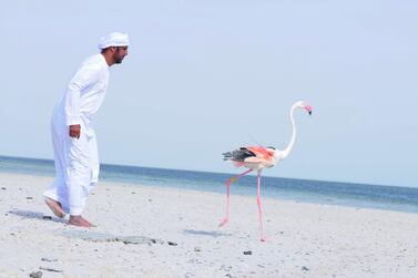 EAD staff releasing a tagged flamingo as part of Abu Dhabi Birdathon initiative. Courtesy Environment Agency- Abu Dhabi