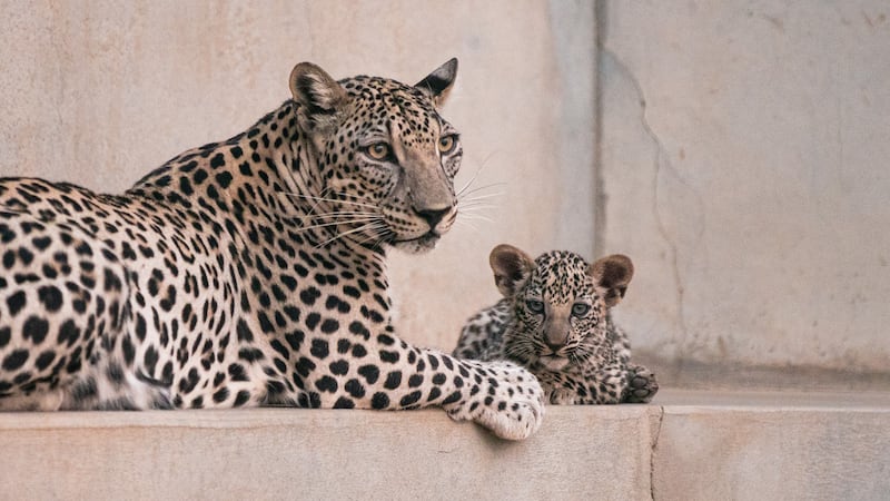 The birth of two females followed the arrival of another cub at the centre a year earlier. Photo: Aline Coquelle