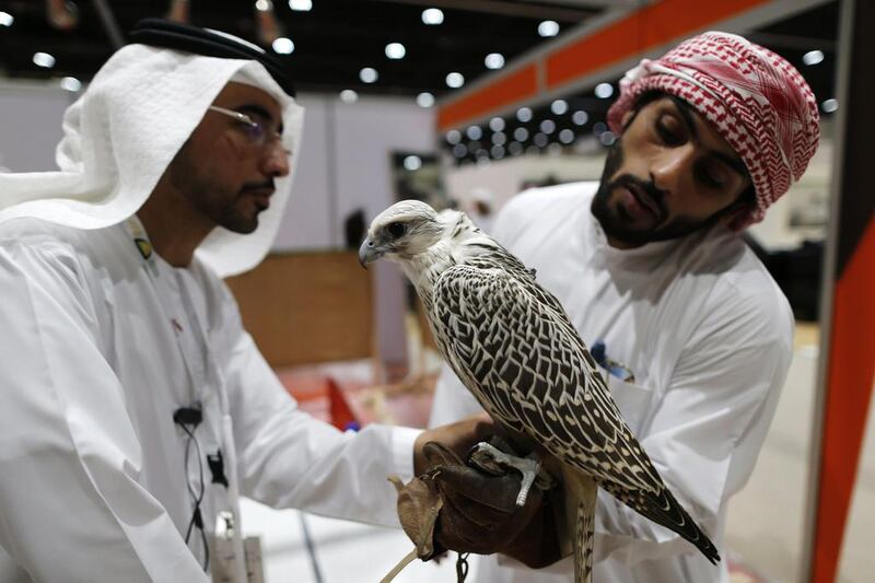Owners examine a falcon at last year’s International Hunting and Equestrian Exhibition in Abu Dhabi. This year’s contest will be judged in four categories, including best hybrid and best purebred gyr. Ahmed Jadallah / Reuters