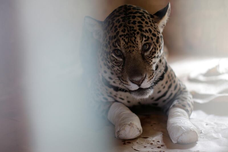 An adult female jaguar named Amanaci is seen before receiving stem cell treatment on her paws after burn injuries during a fire in Pantanal. Reuters