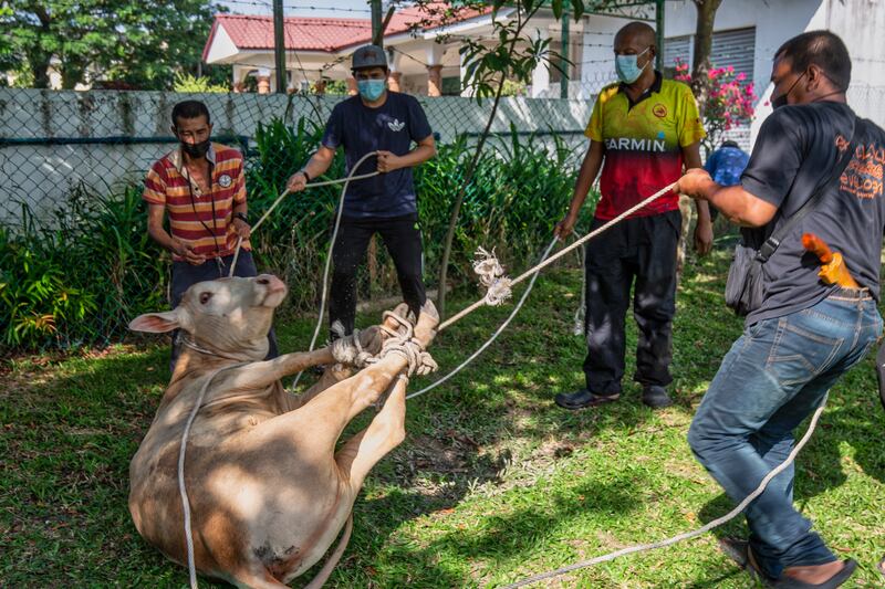 Malaysian Muslims prepare a cow for slaughter as a sacrifice during Eid Al Adha celebrations in Kuala Lumpur.