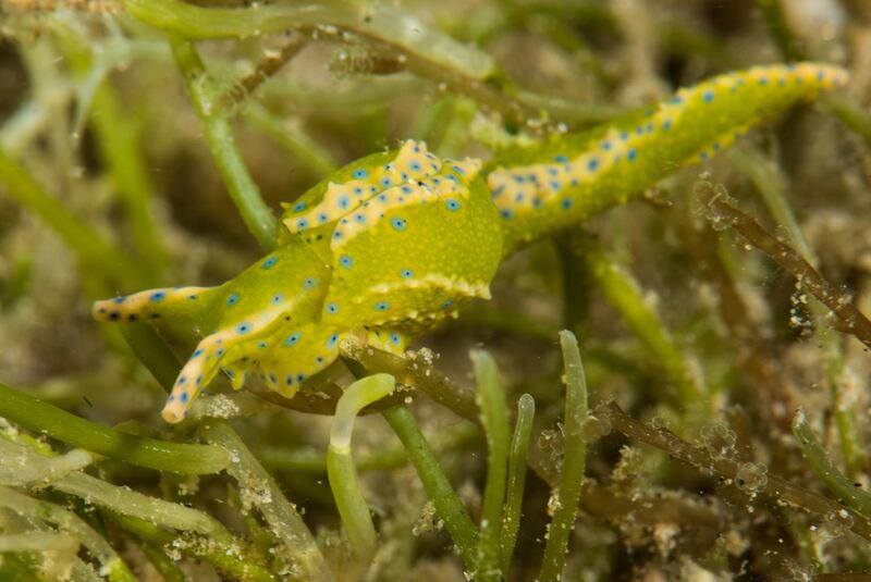 Nudibranchs can often be found among their food source. Courtesy Heiko Seim